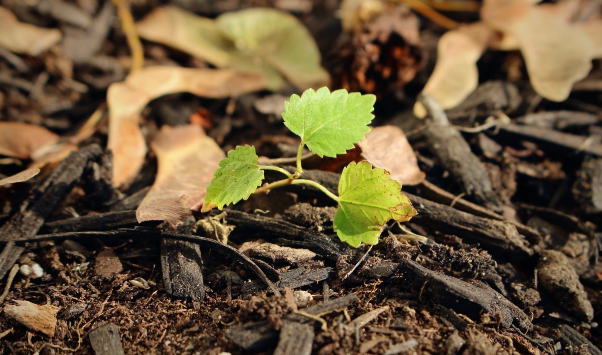 A small three-leafed plant growing from the dirt.