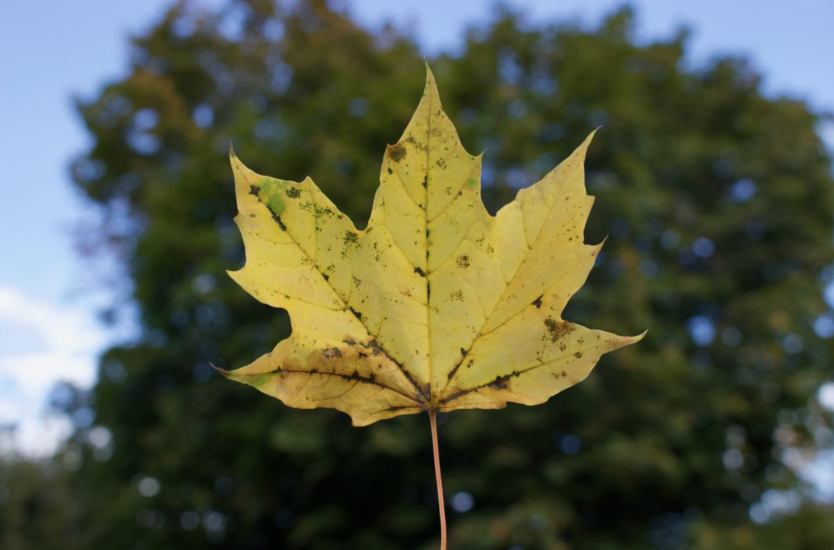 Yellow fall leaf