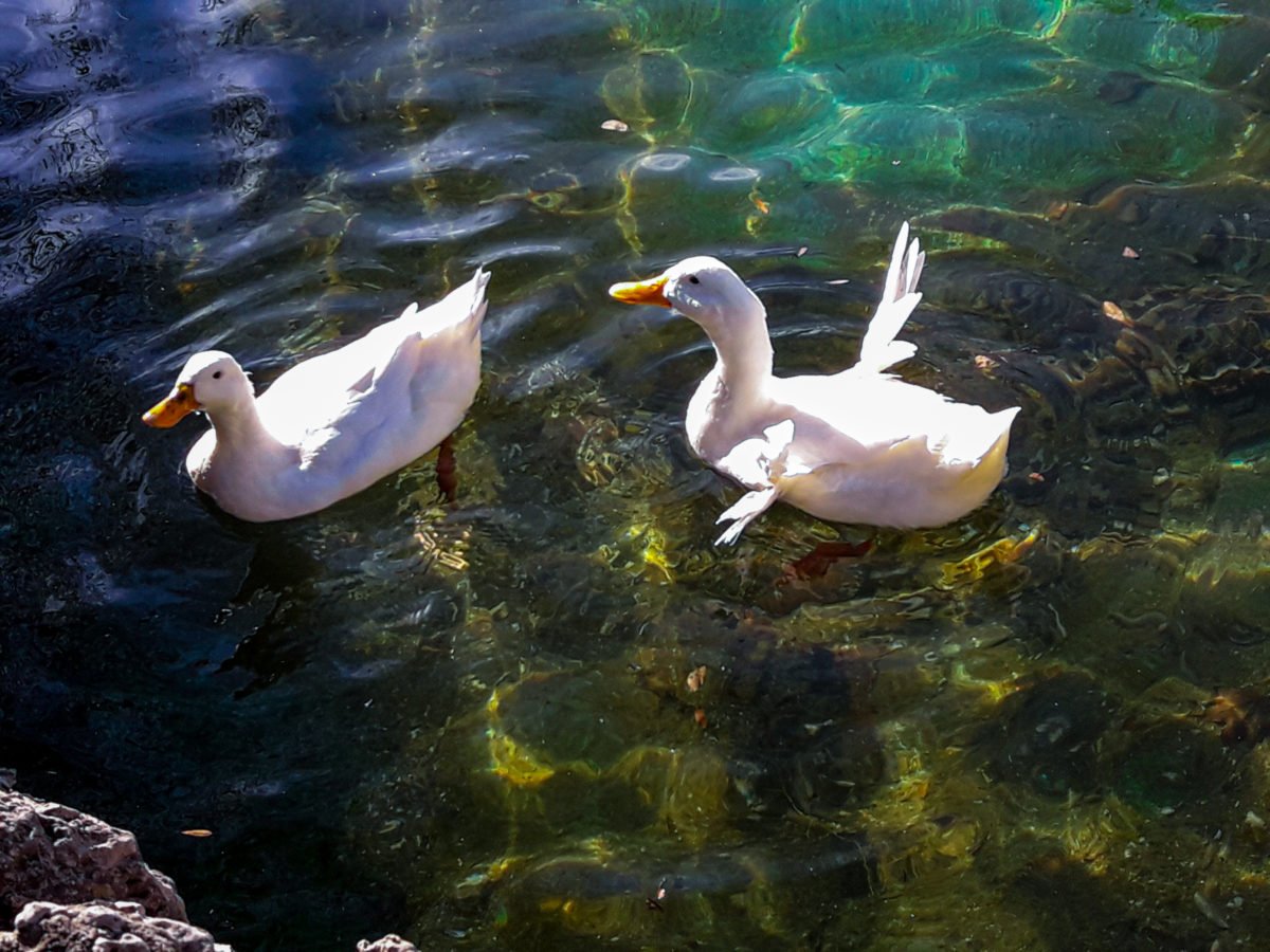 A pair of American Pekin ducks swim in Lake Windermere in November 2020.