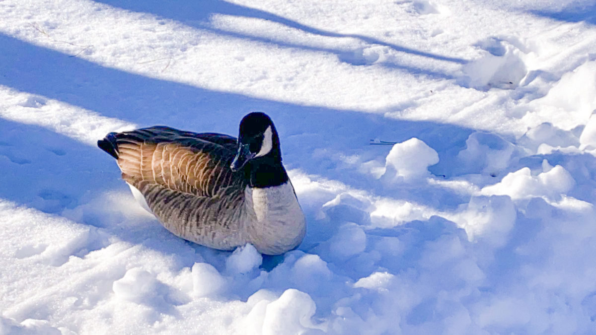 A Canada Goose sits on the snow in Canada, February 2021.