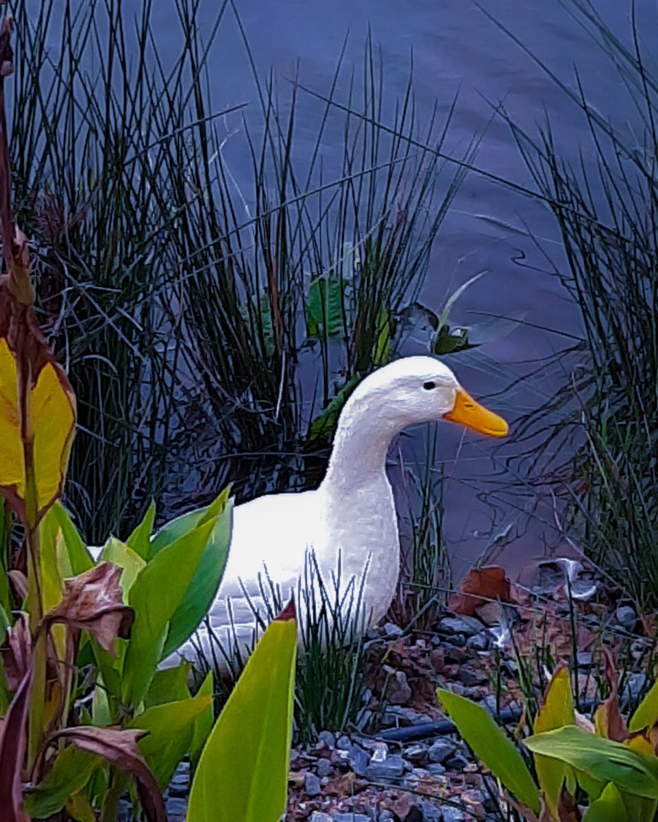 A Pekin duck rests near a lake in Istanbul in April 2021.