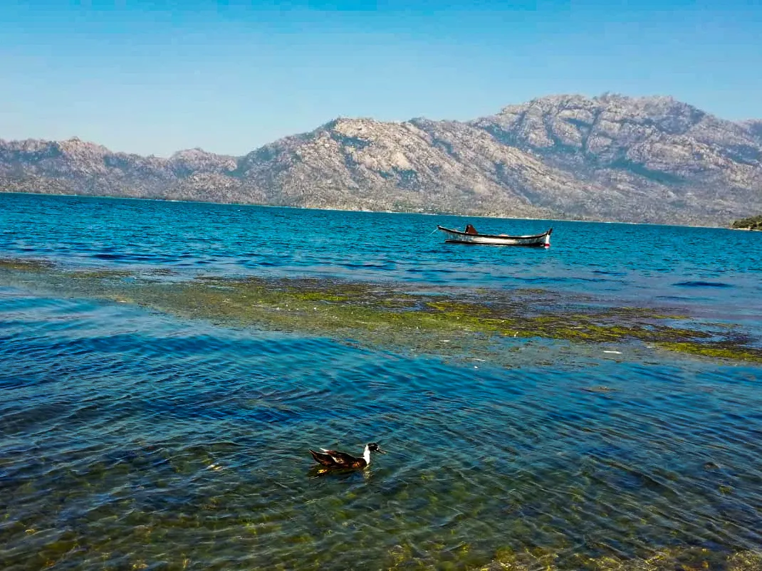 A Mallard duck swims in Lake Çıldır, Kars in July 2021.