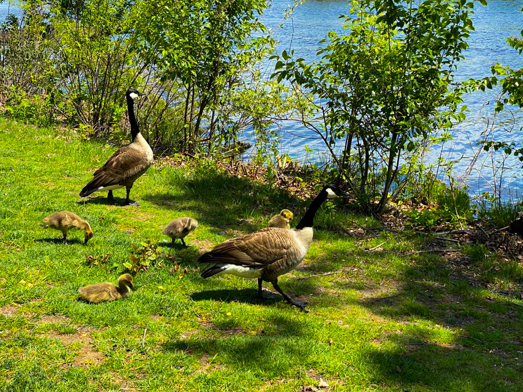 Canada Geese family walks next to Charles River, Boston, in August 2021.