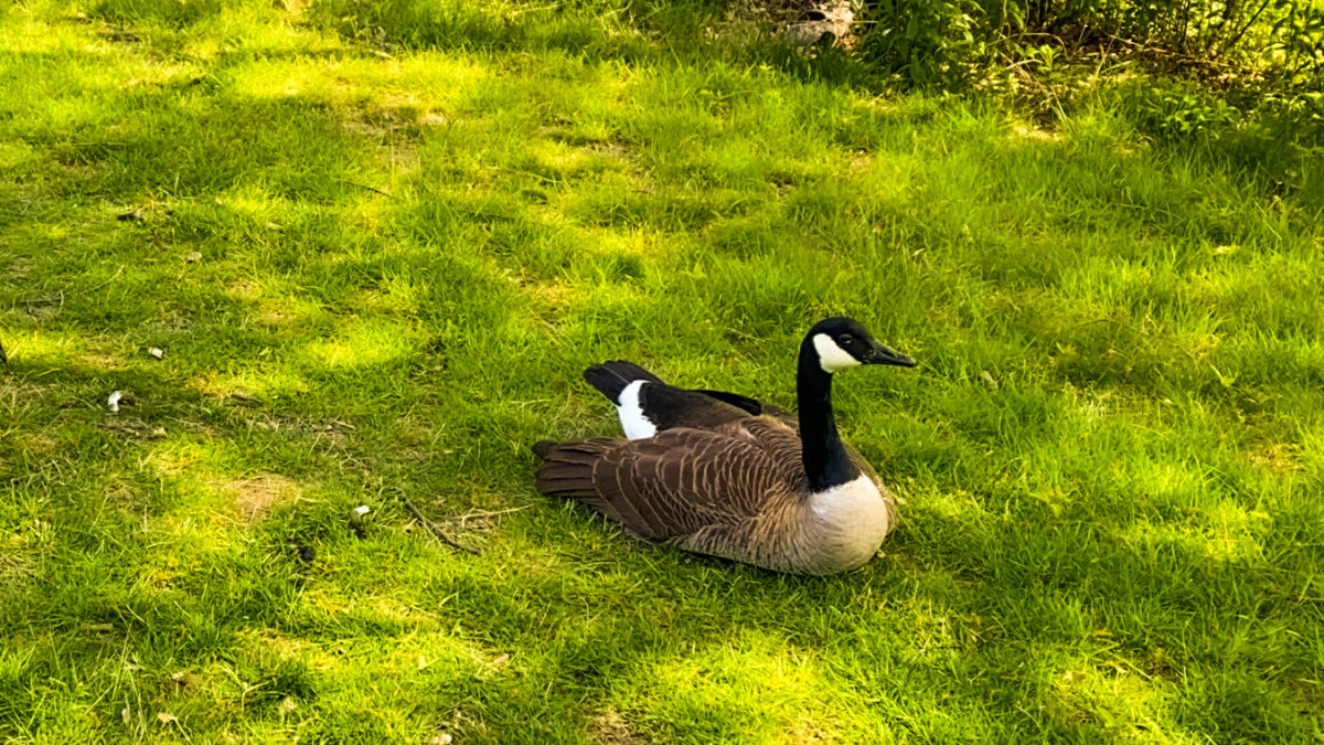 A young Canada Goose sits on the grass next to Charles River, Boston, in August 2021.