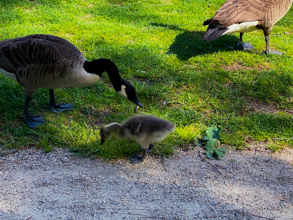 A mother Canada Goose and a gosling fed from the grass next to Charles River, Boston, in August 2021.