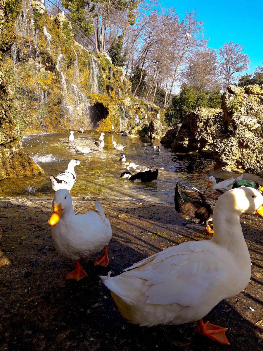 A group of Mallard and Pekin ducks near a waterfall in Istanbul in September 2021.