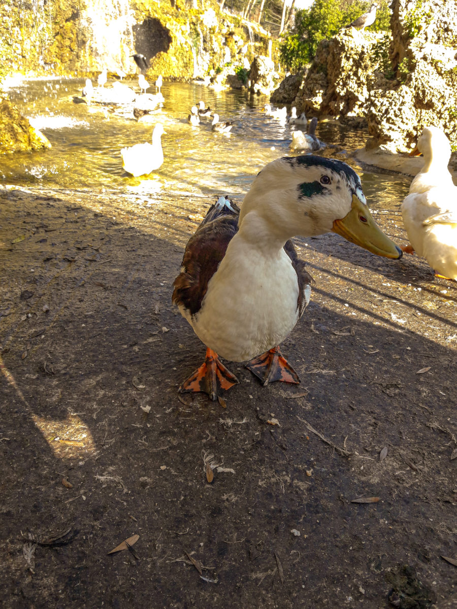 A hybrid of Mallard and Pekin duck poses to the camera near a waterfall in Istanbul in September 2021.