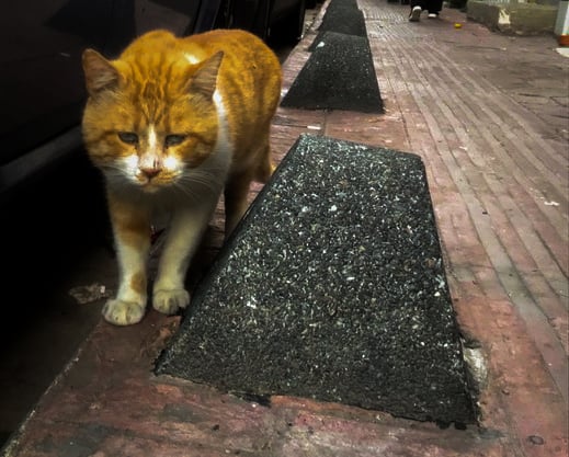 An orange-white cat walks down the street alongside stone obstacles.