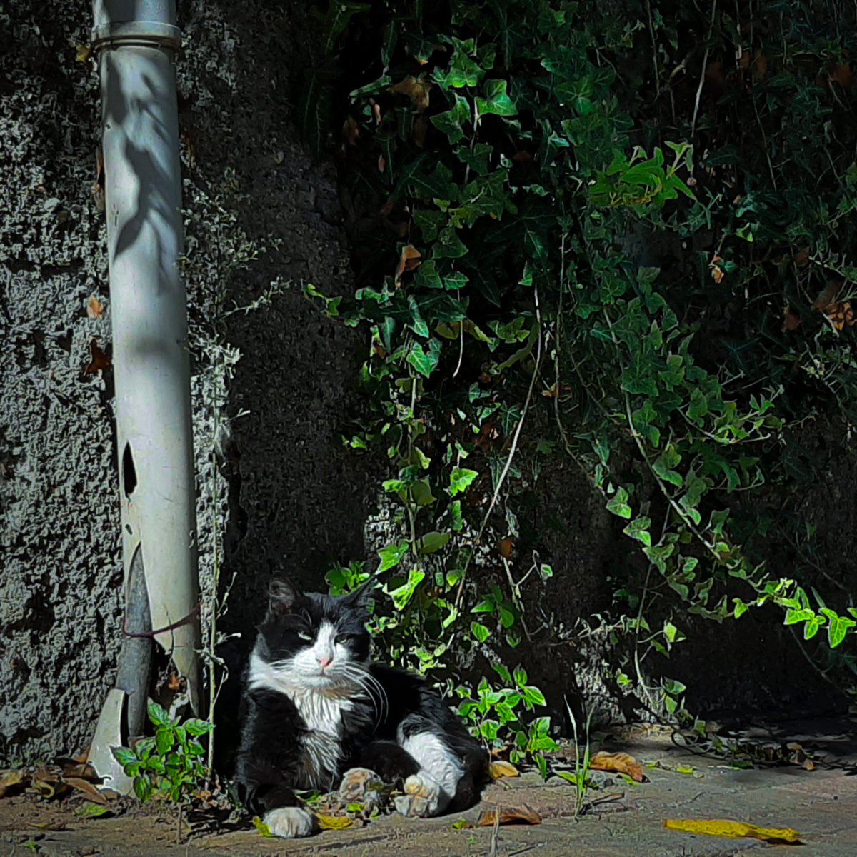 A black-white cat lays next to a pole by a stone wall overgrown with vines.