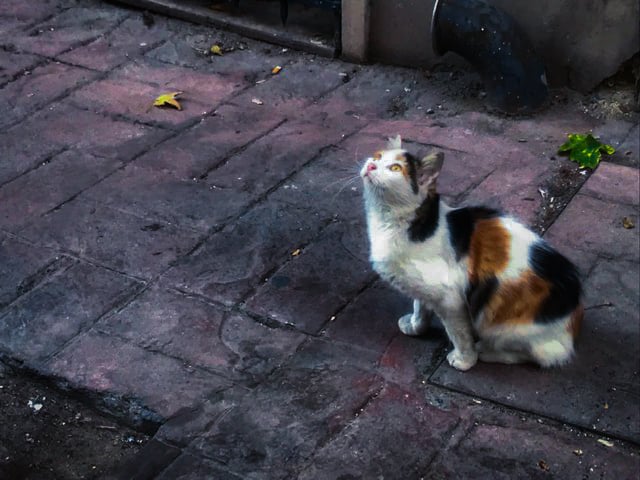 A black-brown-white cat look up from a brick walkway.
