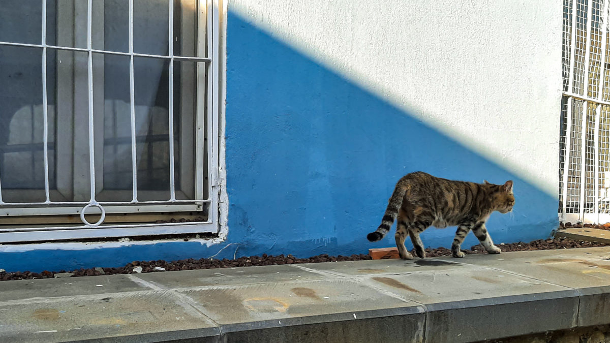 A orange-black cat walks along the side of building.