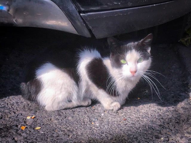 A black-white cat looking at the camera from under a car.