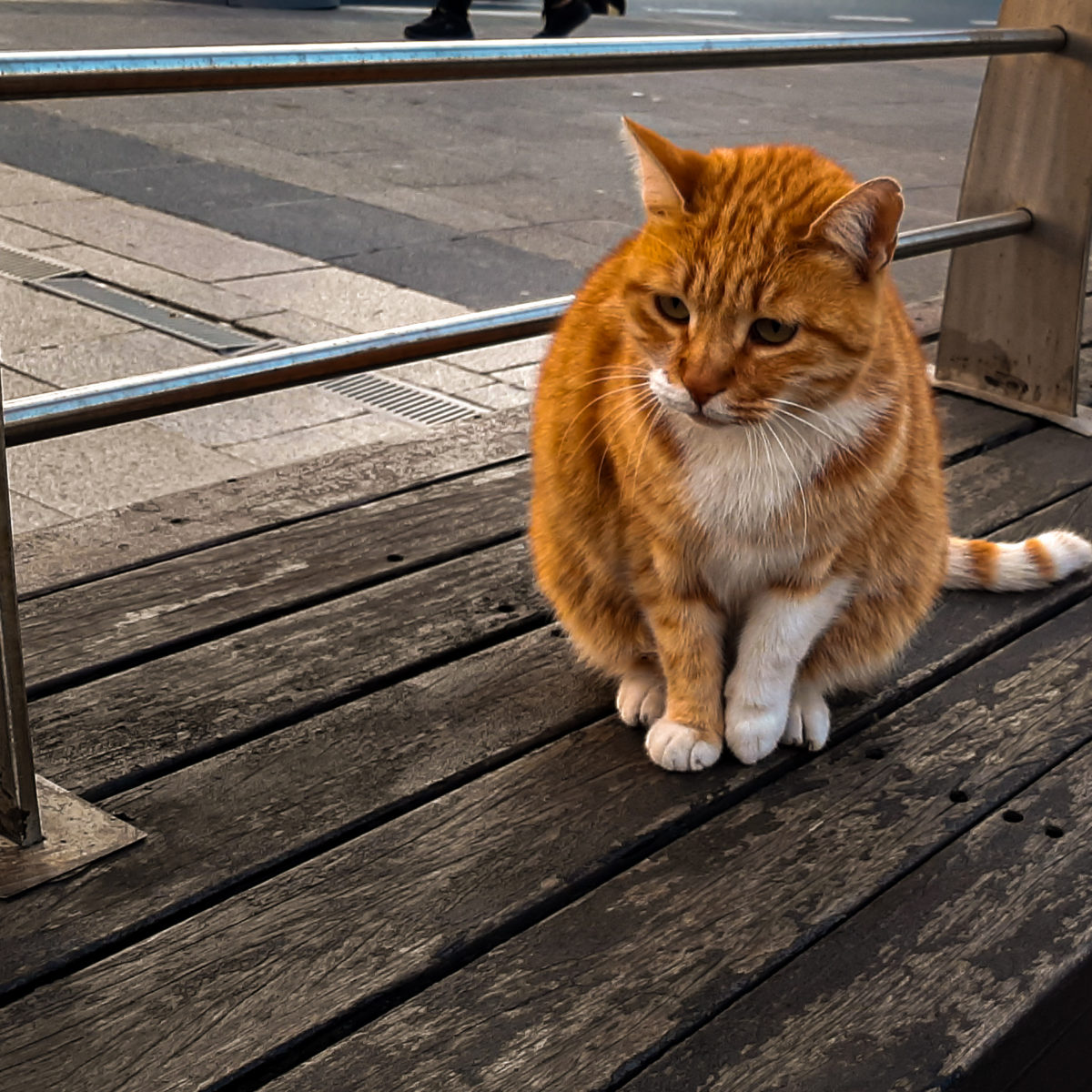 An orange cat sits on a wooden platform on the sidewalk.