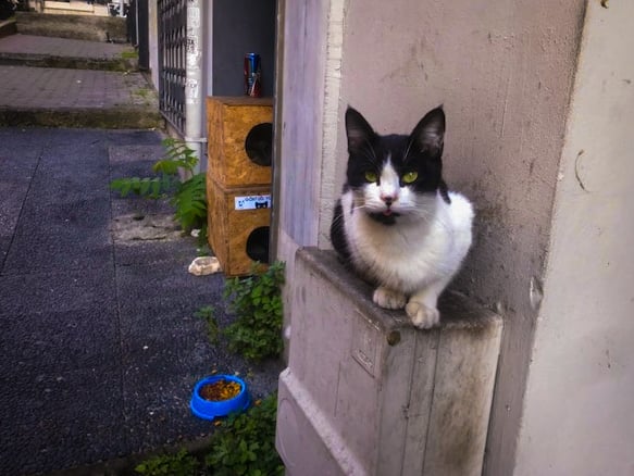 A black-white cat sits on a mailbox on the side of a building.