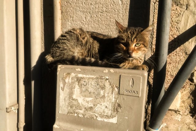 A brown cat sits on a mailbox on the side of a building.
