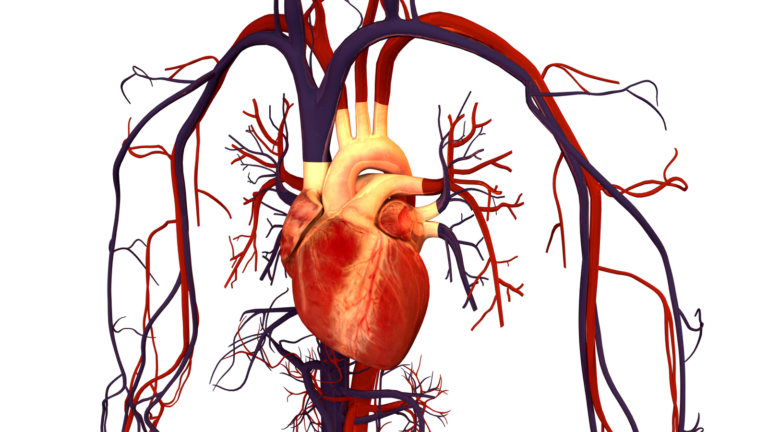 detailed graphic of of human heart and surrounding vasculature