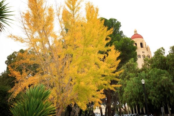 A single, large, round tree with bright yellow leaves stands in front of several green-leaved trees. The top of Hoover Tower peeks up behind the trees.