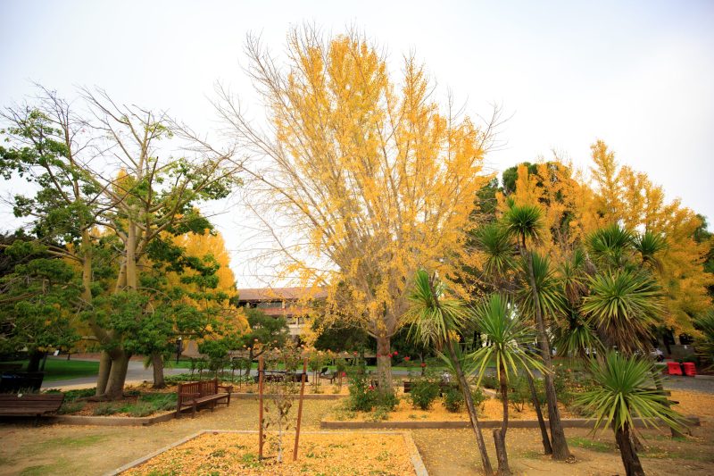 Galvez Mall near Green Library. A mix of vibrant green and yellow-leaved trees. A single bench is found under the collection of trees, while parts of Green Library's exterior is visible through the leaves.