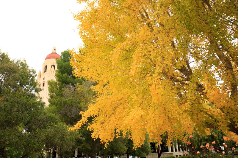 A giant tree with vibrant yellow leaves in front of some green-leaved trees and Hoover Tower.