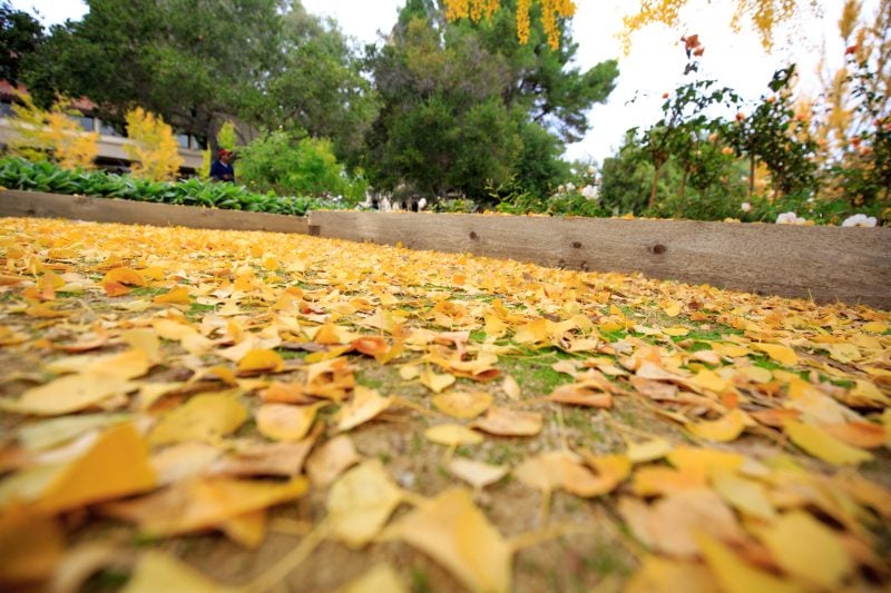 A sea of yellow leaves scatter the grassy ground.