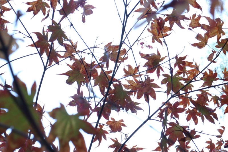 Looking up beneath a tree, a collection of green and red five-pointed leaves hang off tree branches.