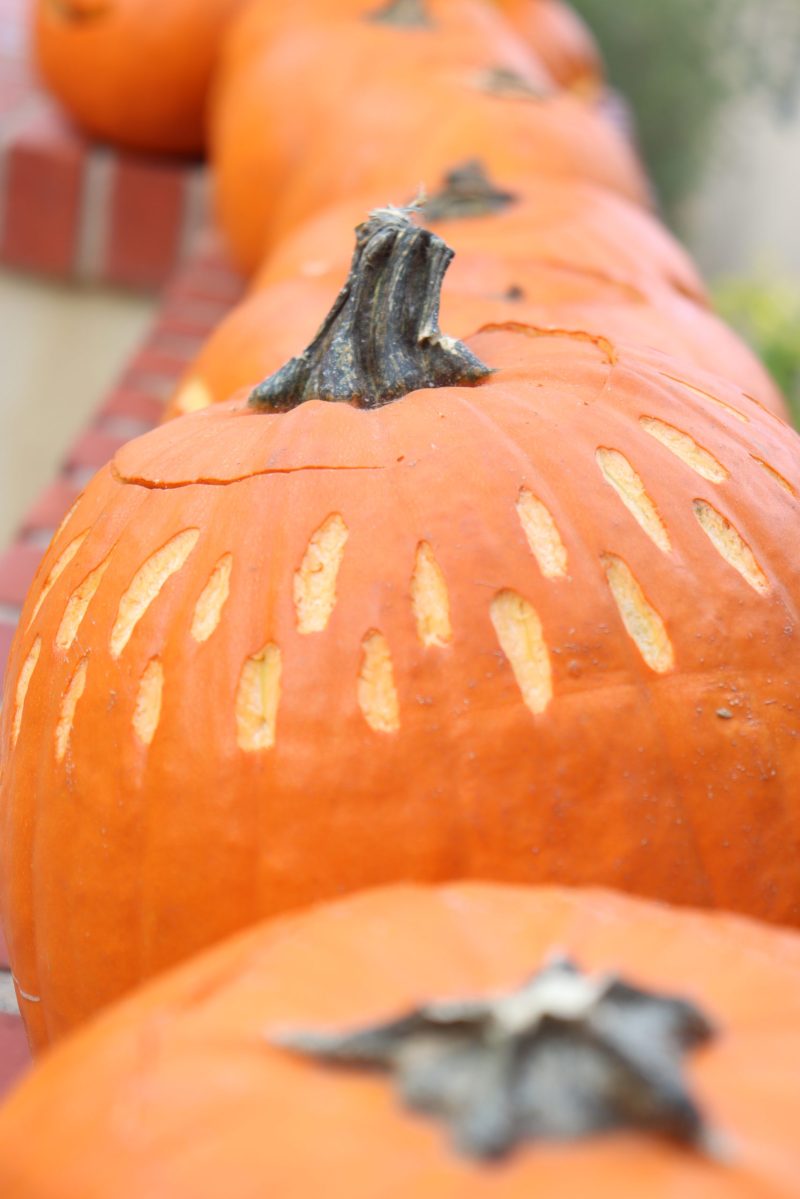 A view of the top of a row of pumpkins. One pumpkin's stem and top is in focus and is carved with vertical lines around the top.