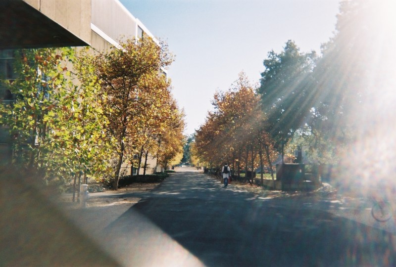 A concrete sidewalk with yellow and green-leaved trees on either side. The building is to the left of the path and the sun shines brightly from the right.