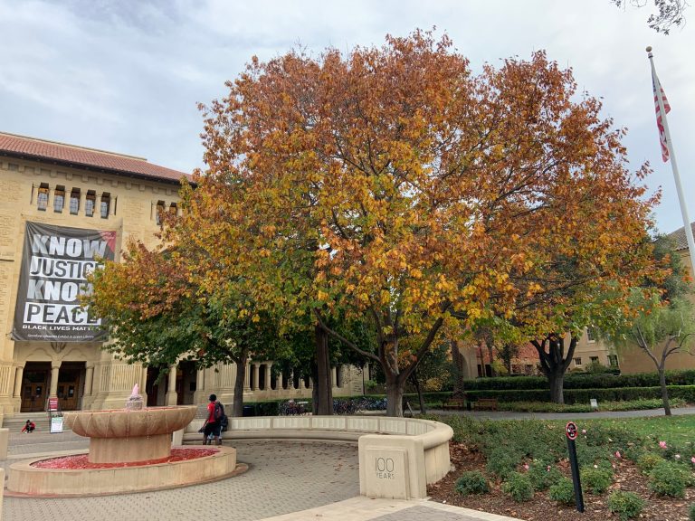 Outside Green Library. A red, yellow, and green-layered tree in front of Green Library.