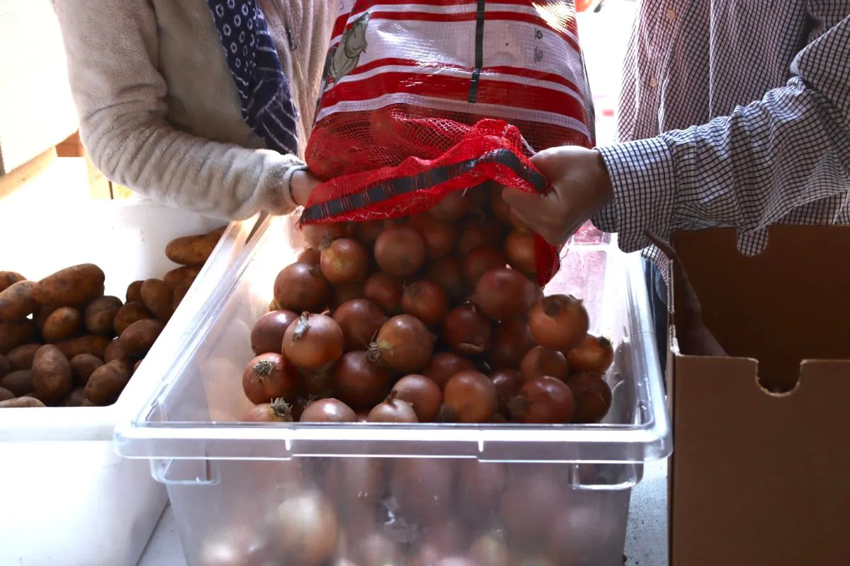 Two volunteers pour a large bag of onions into a plastic bin