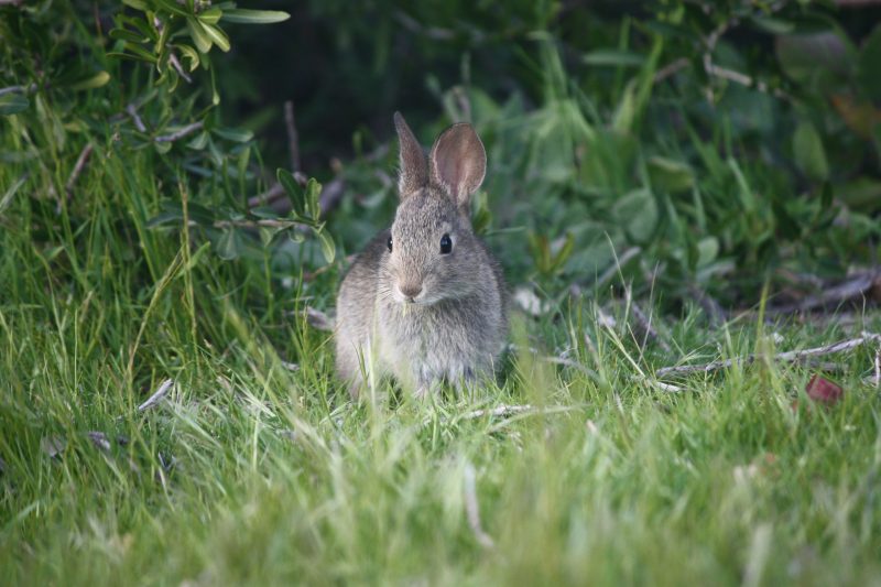 A grey rabbit sits in the grass by some bushes.