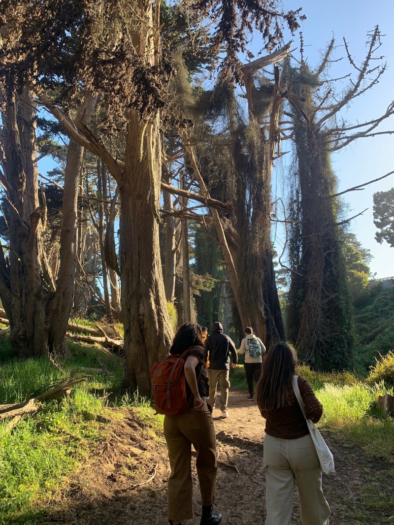 Two students stand in a forested area in San Francisco with tall trees.