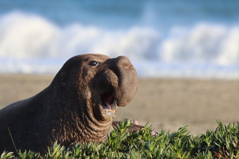 An elephant seal on the beach.