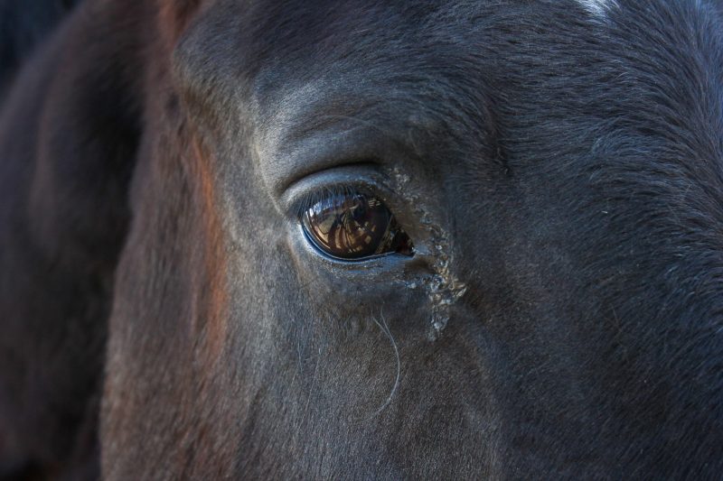 A close-up of a horse's eye.