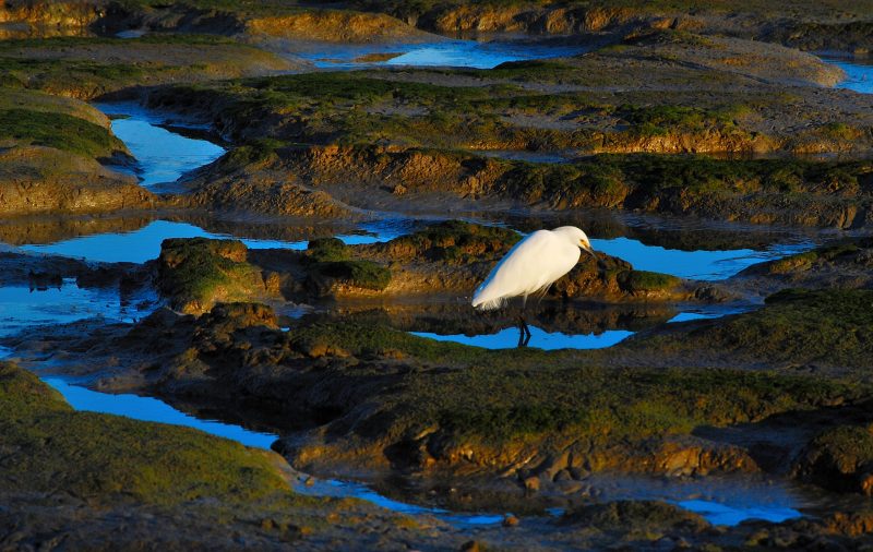 A white egret stands on rocky shallow water.