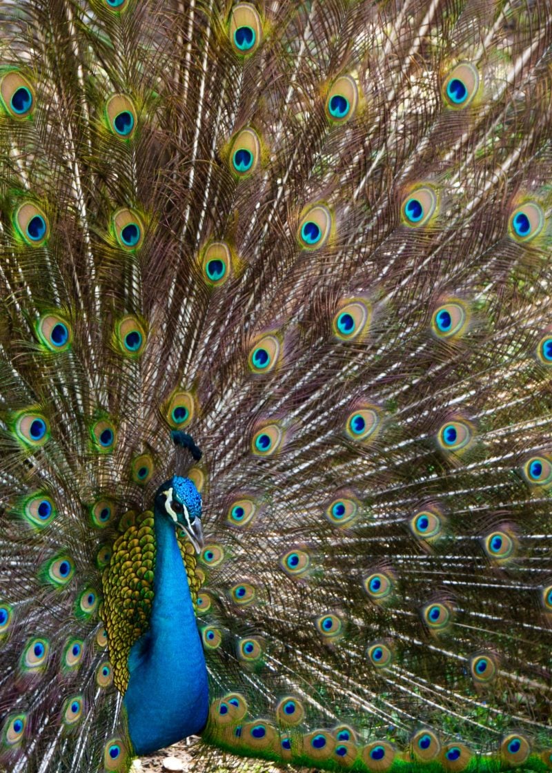 A vibrant peacock with its tail feathers fully grown and out.
