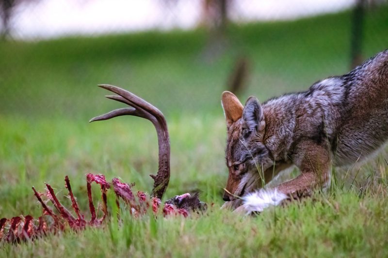 A coyote eats a deer carcass. All that remains is its ribcage and antlers.