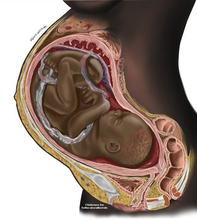 Illustration of a Black fetus in the womb.
