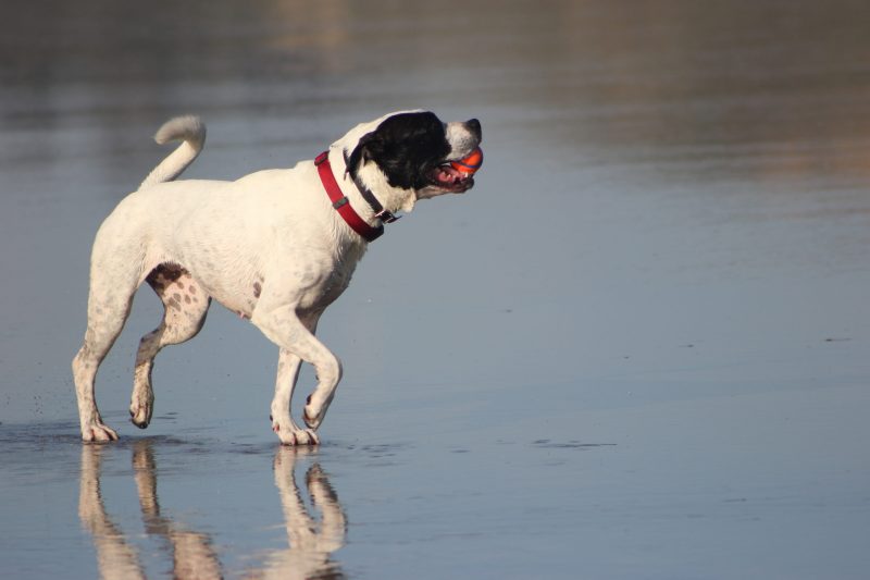 A white dog with a red collar walking along reflective wet sand with a red object in its mouth.