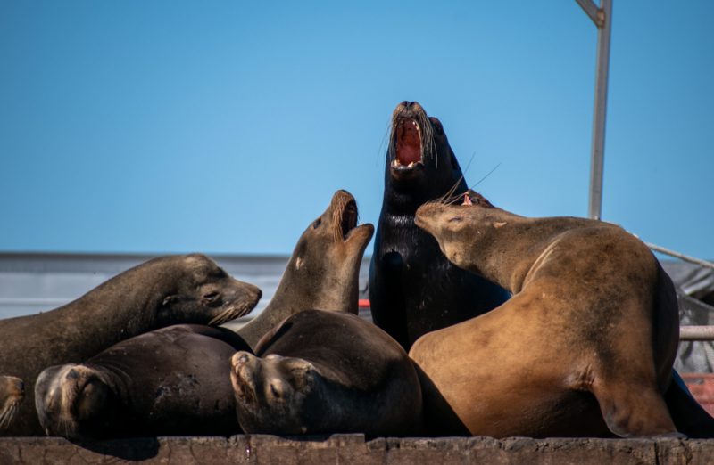 A group of sea lions vocalizing up towards the blue sky.