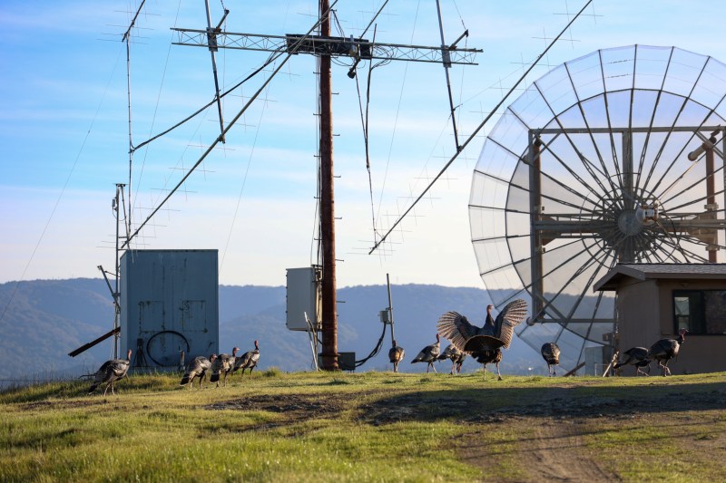 Wild turkeys on filed in front of satellite equipment.