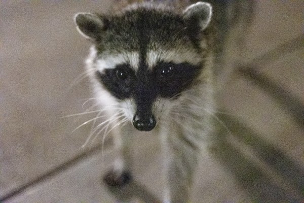 Racoon looks into camera.