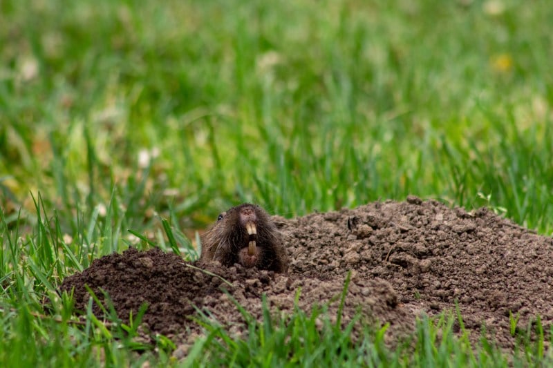 Pocket gopher looking up from its burrow.