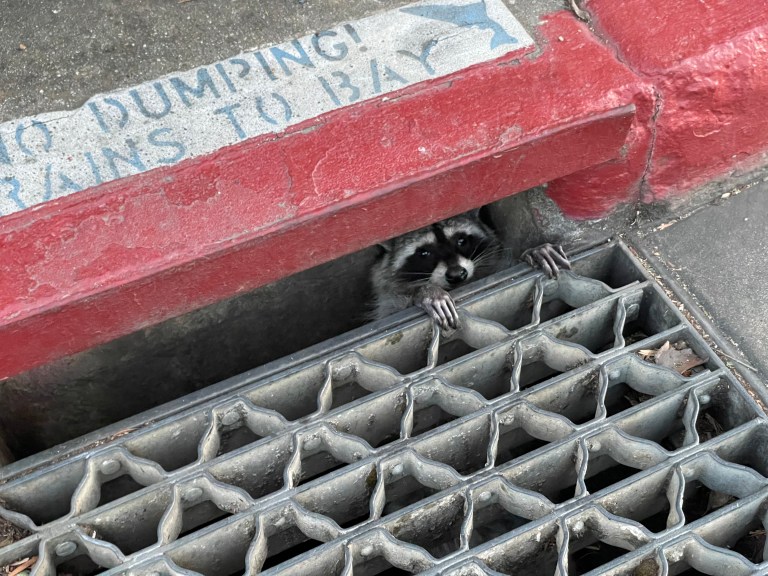 A raccoon hiding in a drain in a curb on Panama Mall