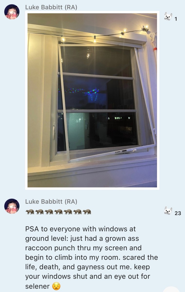 Luke Babbitt posts a photo of a broken window screen in GroupMe, followed by a message that reads: “PSA to everyone with windows at ground level: just had a grown ass raccoon punch thru my screen and begin to climb into my room. scared the life, death, and gayness out me. keep your windows shut and an eye out for selener.” The message is decorated with emoji of unsettled faces and rats.