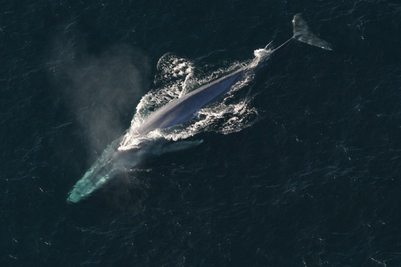 A whale coming up for air
