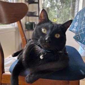 Picture of a black cat with round yellow-green eyes sitting sideways on a chair