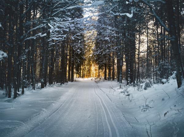 A vehicle-trampled path extends through a snowy forest.