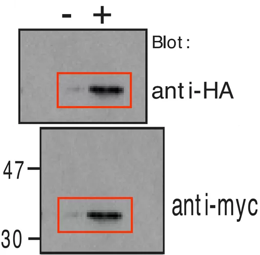 Two images showing two different figures, 3B and 3D. A blot from 3D, with aspect ratio adjusted, appears to be the same as a blot from 3B.