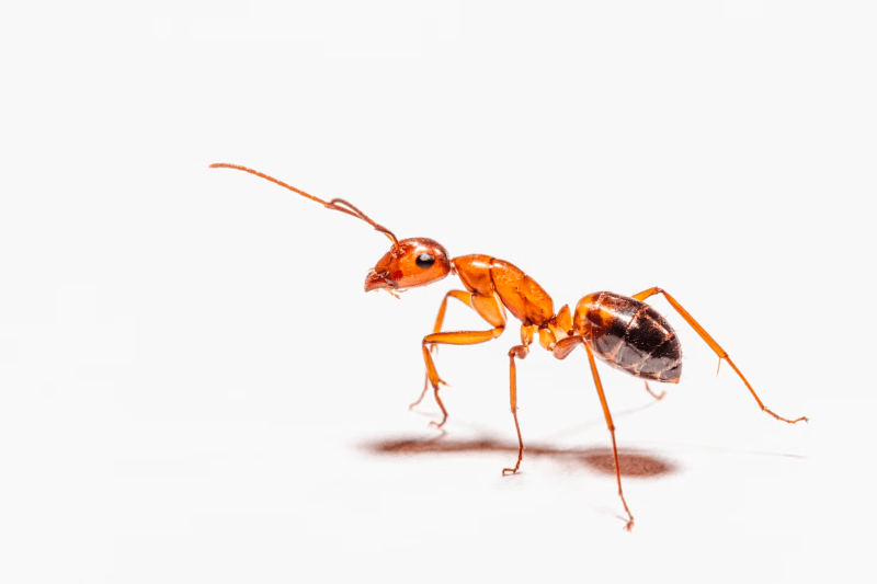 Red ant on white background