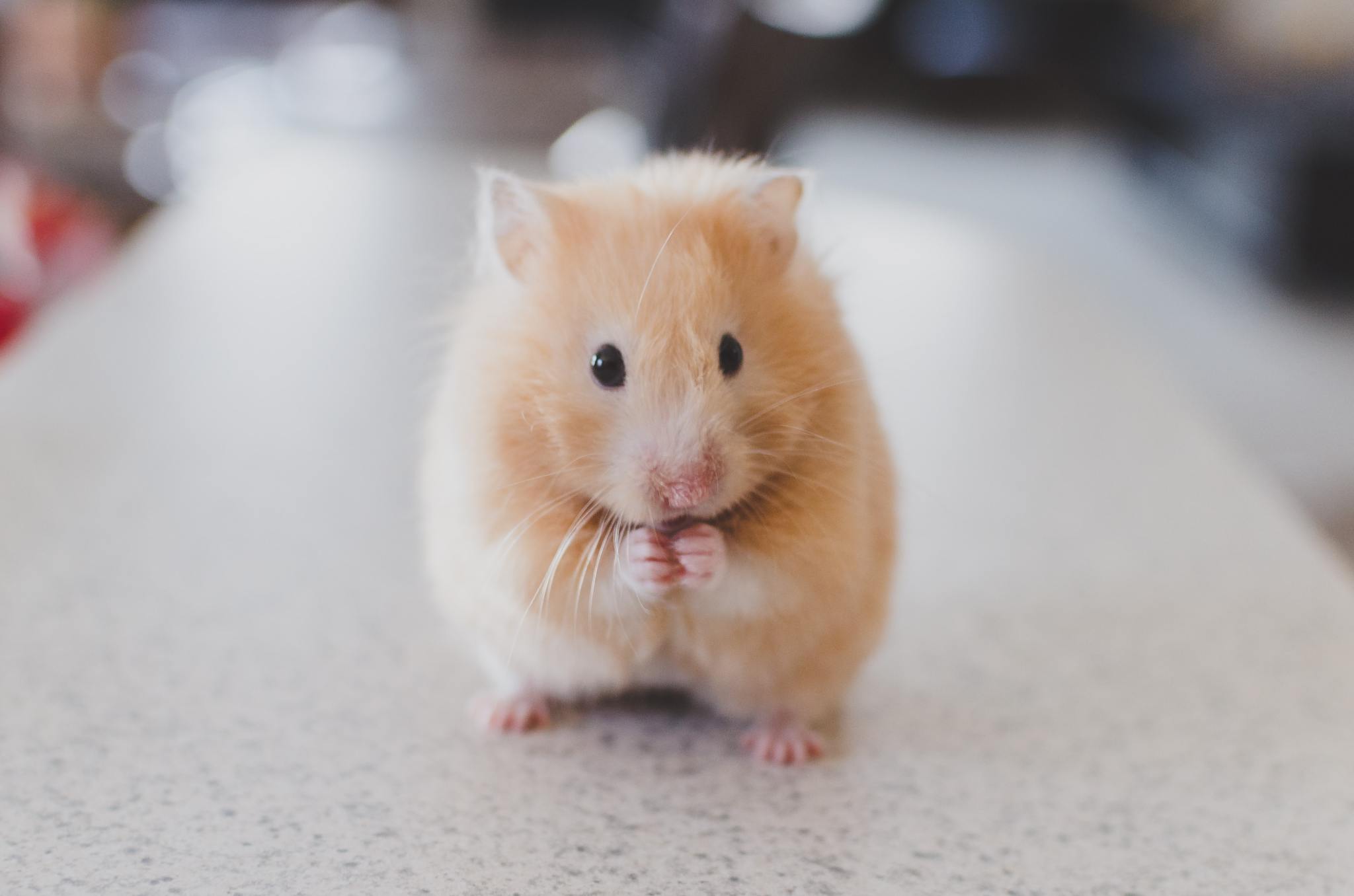 On mice and animal testing - Vimarsana News